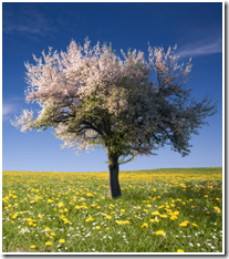 Apple seeds grow Apple Trees